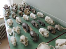 Bone Collection