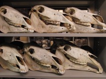 Archaeozoological Collection