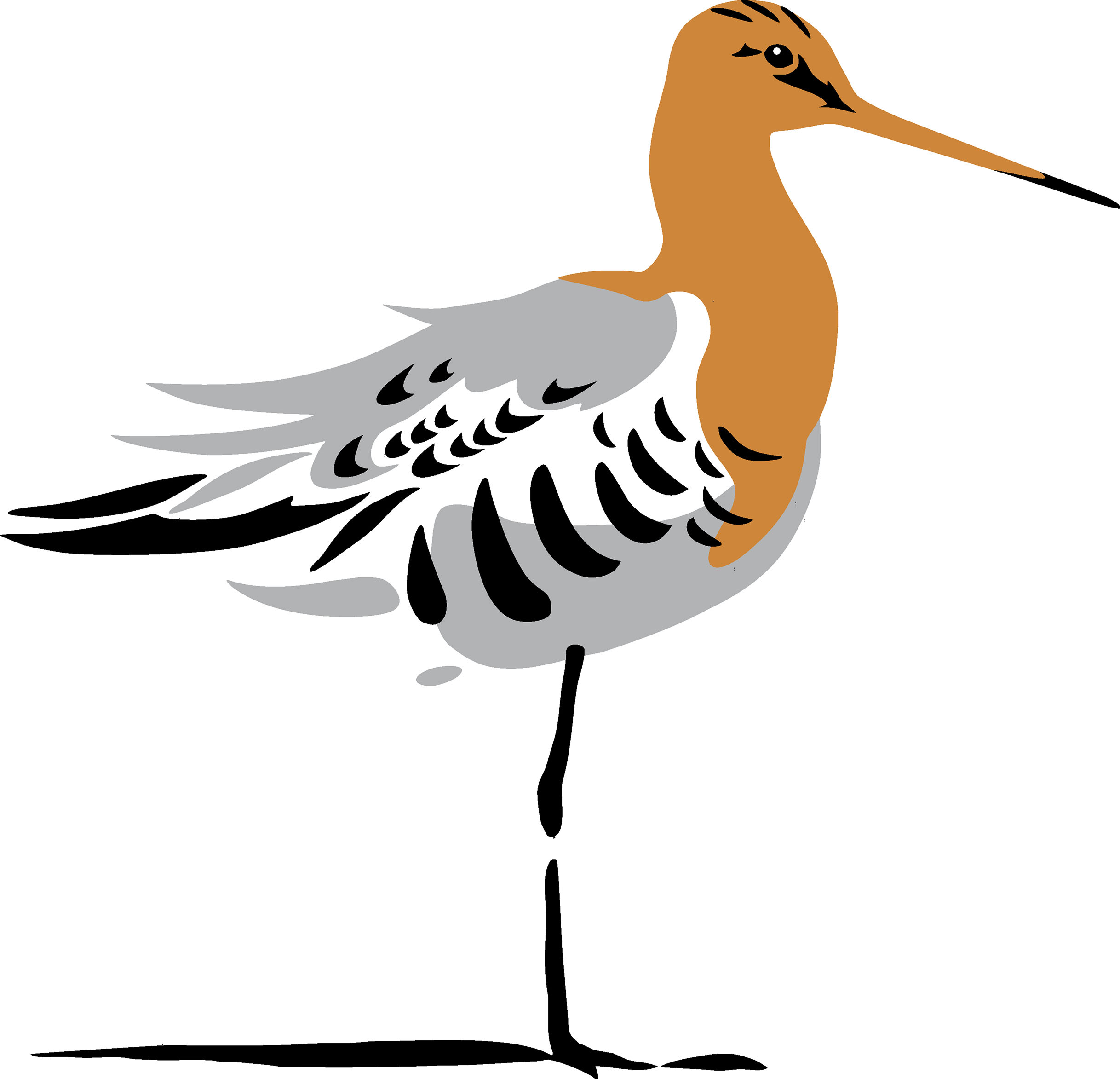 Godwit - National Bird of the Netherlands