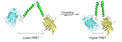 crowding-sensor