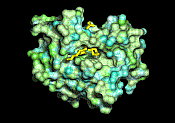 Phospholipid substrate being digested by Phospholipase A2. Repulsive interactions with the membrane are shown in blue, while greenish colors represent the attractive interactions. Pieter Meulenhoff