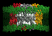 The OmpF trimer in a lipid bilayer as used for simulations of integral membrane proteins. Peter Tieleman