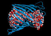 The waterfilled OmpF channel from the E.Coli membrane. Peter Tieleman