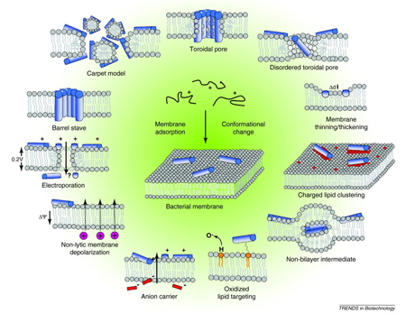 Various mechanisms for antimicrobial peptides to interact with bacterial membranes.
