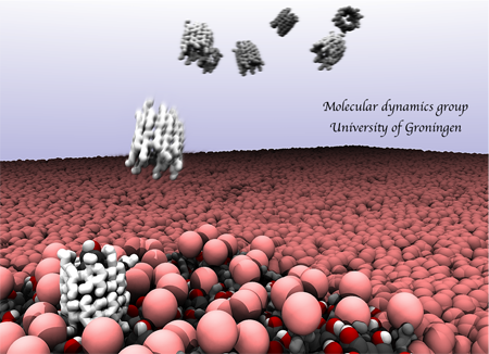 Cyclodextrin (CD) in action. Simulation of the binding, and subsequent cholesterol extraction, of CD dimers to a model lipid membrane. Cholesterol hydroxyl moiety shown in red/white, lipid headgroup in pink.