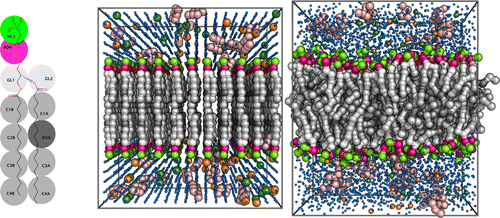 A coarse grained Martini lipid, an Insane-built membrane and the result of an MD simulation.