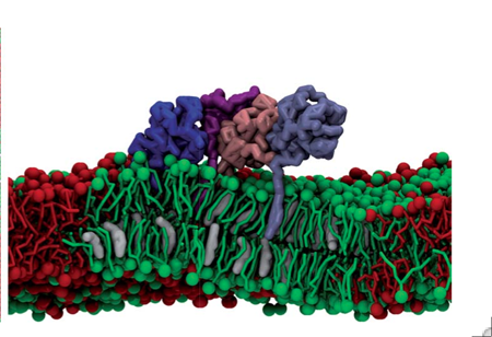 Lipid-anchor driven partitioning of Hedgehog proteins into the liquid-ordered domain of a model membrane. The four different copies of the proteins are coloured pink, purple, blue and light blue. Saturated lipid, unsaturated lipid, and cholesterol are coloured red, green and white, respectively.