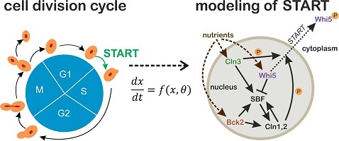 Figure D: yeast division cycle and the START network