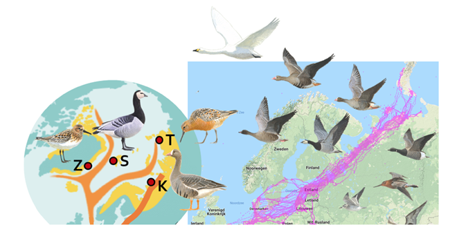 Climate-driven response of Arctic migratory birds behaviour (migration, nesting, foraging)