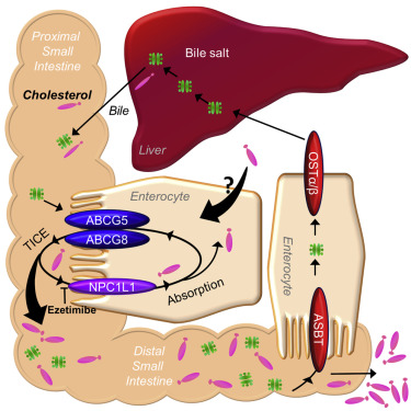 Transintestinal Cholesterol Transport
