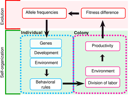 Natural Selection Occurs At What Level Of Organization Natural Selection Occurs At What Level Of Organization