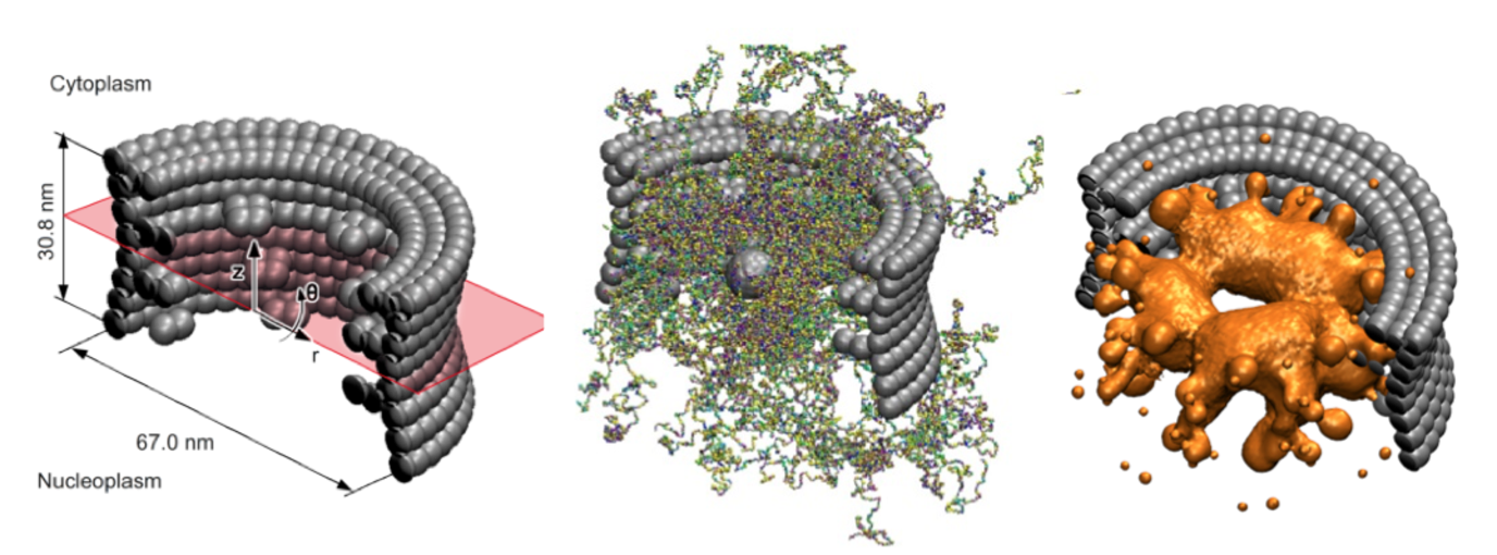 Structural model of the nuclear pore complex. Bead-representation of the yeast NPC (left), snapshot of the FG-Nups (middle), density distribution of the amino-acids.