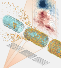 Real-time monitoring of the out-of-equilibrium self-assembly of double-wall molecular nanotubes offers unique insights into the transient stages of the self-assembly process. © Marìck Manrho