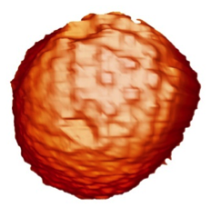 AFM image of a viral particle
