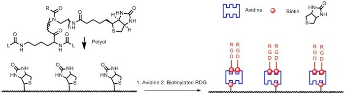 Figure 1. Lysine based polyurethane provided with biotin to anchor avidine.