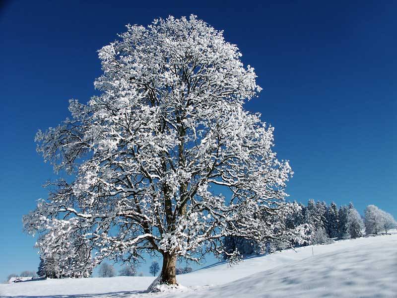 Wetenschap in een winterwonderland (Foto: Vincent Bourrut)