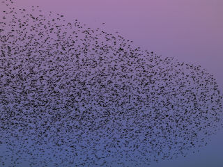 What rules does a starling follow when it flies in a swarm? At the Theoretical Biology department they are studying the ‘traffic rules’ in swarms. ©Vasily A. Ilyinsky.