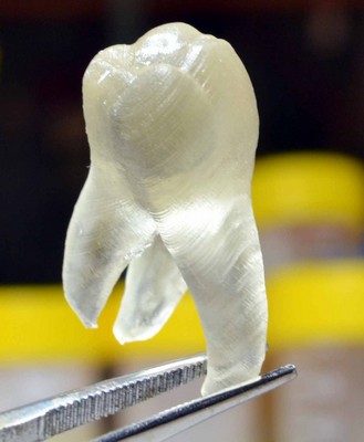 3D prnted tooth | Photo Herrmann, Ren et al.