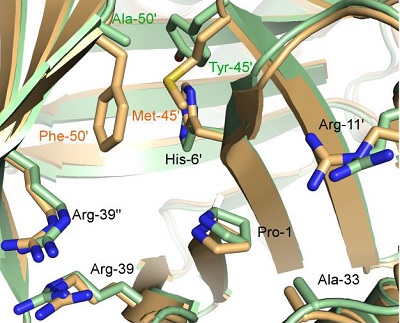 Superposititie van de residuen in het reactieve centrum van het wild type enzym 4-OT (oranje) en mutant nummer M45Y/F50A  (groen) | Illustratie Poelarends / Nature Communications