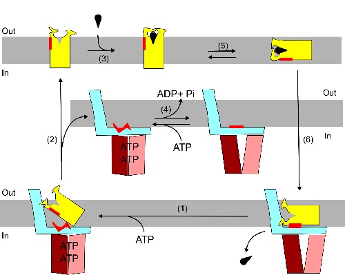 De S component (geel) bindt het substraat en 'wiebelt' de membraan in (boven), bindt vervolgens aan de ECF component (blauw/rood) en laat het substraat los (onder). In het middelste paneel is te zien hoe het ECF/S complex met behulp van ATP uit elkaar gehaald wordt voor hergebruik. | Illustratie Slotboom lab / Nature Communications.