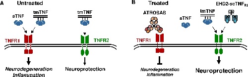 TNF en receptoren | Illustratie Eisel/PNAS