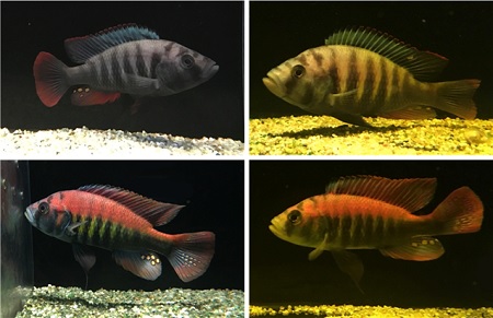 Blue species (upper panel) and reds (lower panel), under lighting conditions resembling surface (left) and 5 meters deep (right) | Photo's D. Shane Wright