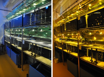 Fish tanks with lighting conditions resembling surface (left) and 5 meters deep | Photo's M. Maan