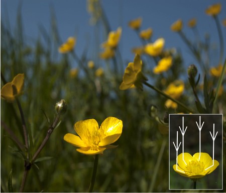 The glossy petals of buttercup flowers are due to a pigmented epidermal layer that acts as an optical thin film. Owing to the flower’s heliotropic movements and near-closure at low temperatures, the gloss enhances light reflection to the reproductive organs. | Photo Van der Kooi