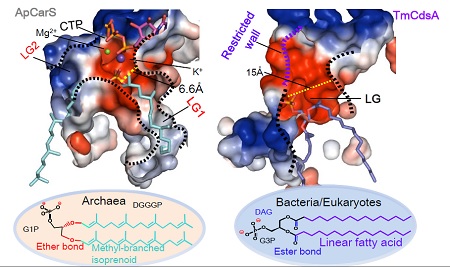 3D reconstructie van de substraat bindingssite van CarS (links) en het bacteriële equivalent | Illutratie lab Driessen