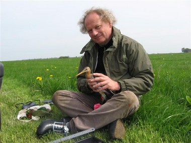 Prof. Theunis Piersma with a red knot in a Frisian meadow