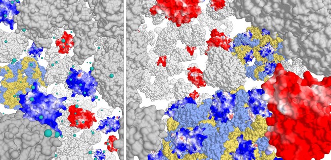 Rechts: Positief geladen eiwitten (donkerblauw) klonteren op het ribosoomcomplex (lichtblauw/geel), negatief geladen eiwitten (rood) niet. Bij hoge ionsterkte (links) is de binding met de ribosomen minder sterk | Illustratie Poolman lab