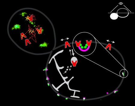Schematische weergave van een gistcel gecombineerd met fluorescentiemicroscopie. In groen/roze de eisosomen waarin de transporteiwitten (rode V-vorm) zijn opgeslagen bij afwezigheid van substraat. Ook is te zien hoe de transporteiwitten van het endoplasmatisch reticulum (ER, lichtgrijs) naar de plasmamembraan (donkergrijs) gaan. Boven links is de diffusie in de plasmamembraan zichtbaar van individuele transporteiwitten. | Frans Bianchi, RUG