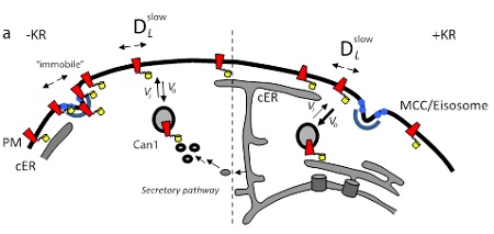 De plasmamembraan (PM), het endoplasmatisch reticulum (cER) en eisosomen. De structurele eiwitten die het eisosoom vormen zijn getoond als de blauwe halve cirkel Links: in de afwezigheid van substraat (-KR): een deel van de transporteiwitten (rood) hoopt zich op in of nabij de eisosomen. De gele cilinder is het fluorescerende eiwit dat vastzit aan het transporteiwit. Rechts: in aanwezigheid van substraat (+KR): het transporteiwit neemt een andere vorm aan, komt los van het eisosoom en diffundeert weg. | Illustratie Poolman Lab