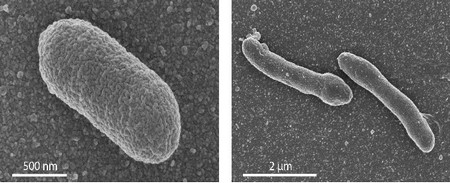 The left panel shows: EM image of a normal E. coli cell. Right panel: an engineered cell with a mixed membrane, which shows an elongated form. | Photo's University of Wageningen / Van der Oost laboratory