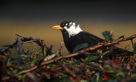 Blackbird with leucism | Photo Miguel Antón