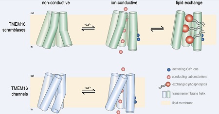 Schematic drawing of the transmembrane portion of TMEM16 family proteins. Upper panel shows a scramblase, in closed (nonconductive) intermediate (ion conduction) and open (lipid exchange) configuration. Lower panel shows an ion channel, which can only take on the closed and intermediate configuration. | Illustration C. Paulino / UG