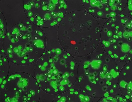 Alginaatbolletjes met groene doelwit-cellen. In één bolletje bevindt zich een kolonie met lantibiotica-producerende cellen (rood), die alle groene cellen heeft gedood. | Foto Steven Schmitt ETH Zürich