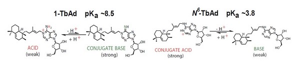 1-TbAd is onder basische omstandigheden een zwak zuur (links), en onder zure omstandigheden een base (rechts) | Illustratie Buter et al. / Nature Chemical Biology