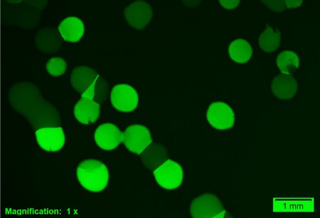 Waar het opnamemechanisme met hoge affiniteit actief is kleuren kolonies helder groen. | Foto Kuipers Lab