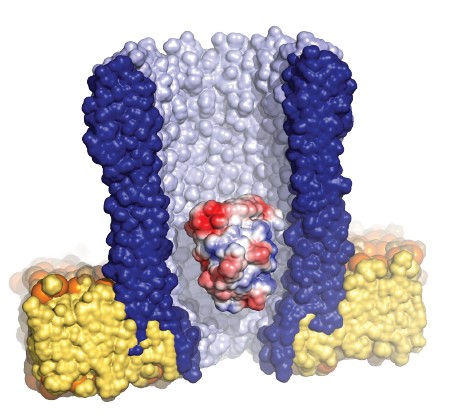De nanoporie (blauw/grijs) in de membraan (geel). In de porie het enzym (rood/wit/blauw). | Illustratie: G. Maglia, RUG