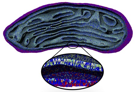 Beeld van een cel-orgaantje, het mitochondrion, dat voor het eerst in zijn geheel op moleculair niveau is gesimuleerd. | Illustratie Marrink Lab