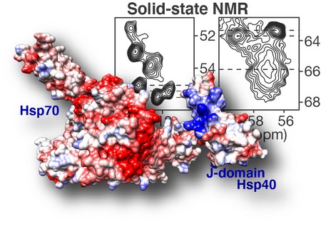 Via vaste stof NMR (grafiek rechtsboven) is te zien dat het DnaJB8 chaperonne eiwit zichzelf blokkeert. De vorm en de dichtheid van de contourlijnen laten zien dat het J-domein vast zit aan een ander deel van het eiwit. Maar het kan ook loskomen en vervolgens binden aan Hsp70, dat eiwitklonters zoals die bij de ziekte van Huntington voorkomen kan oplossen. | Illustratie Patrick van der Wel