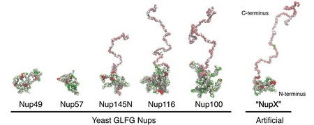 The team reduced the complexity of nuclear pores down to a single, artificial Nucleoporin that they call ‘NupX’. This protein is based on the average properties of a class of Nucleoporins rich in the amino acid motif Glycine-Leucine-Phenylalanine-Glycine. In these simulation snapshots, each particle represents a whole amino acid. | Illustration University of Groningen