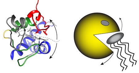 Het cytochroom c eiwit vouwt zich open om vervolgens cardiolipine ‘aan te vallen’ en te oxideren, wat de geprogrammeerde celdood activeert. | Illustratie Van der Wel lab