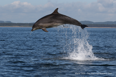 Bottlenose dolphin in coastal waters | Photo Marie Louis / Sea Mammal Research Unit