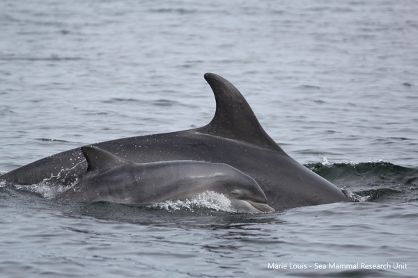Bottlenose dolphins | Photot Marie Louis / Sea Mammal Research Unit