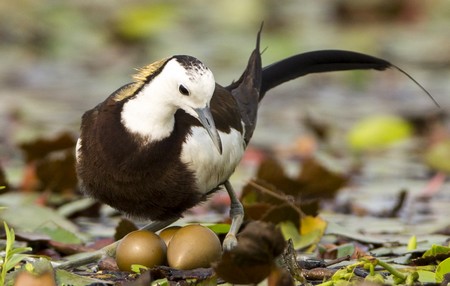 In the pheasant-tailed jacana, males take care of the eggs and the young | Photo Ghulam Rasool