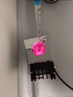 Irradiation of Cy7-PPG with near-infrared light through the herring sample to uncage the molecular payload | Photo G. Alachouzos, University of Groningen