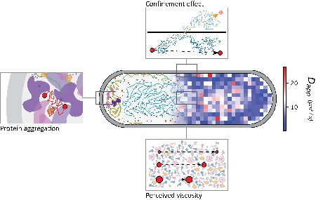 Dynamische structuur van het cytoplasma van een bacterie als schets (links) en diffusie-kaart (rechts). Het inperkings-effect (de reflectie van moleculen door de membraan, net als een bal die tegen de randen van een biljarttafel terugstoot), de verdringing van eiwit aggregaten en het effect van ervaren viscositeit op de diffusie van grote en kleine moleculen zijn uitgelicht. | Illustratie Luca Mantovanelli, RUG