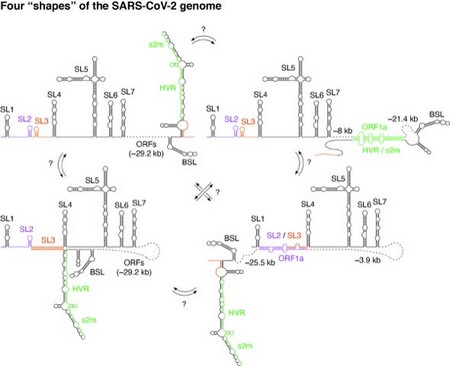 SARS-CoV2 genoom: een dodelijke vormveranderaar. Het RNA genoom van het coronavirus SARS-CoV2 kan verschillende vormen aannemen, afhankelijk van de situatie in cel die het virus heeft geïnfecteerd. Howewel er nog maar weinig bekend is over de functie van deze verschillende vormen is al wel duidelijk dat sommige ervan cruciaal zijn voor het aanmaken van nieuwe virusdeeltjes. | Illustratie Danny Incarnato, RUG